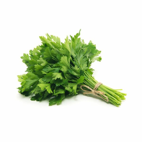 Coriandre Frais